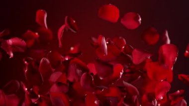 Karanlık Arkaplanda Uçan Kırmızı Gül Yaprakları 'nın Süper Yavaş Hareketi. Yüksek Hız Sinema Kamerası, 4k.