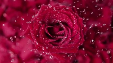 Dönen Gül ve Uçan Damlacıklar 'ın Süper Yavaş Hareketi. Yüksek Hız Sinema Kamerası, 4k.