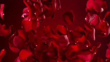 Karanlık Arkaplanda Uçan Kırmızı Gül Yaprakları 'nın Süper Yavaş Hareketi. Yüksek Hız Sinema Kamerası, 4k.
