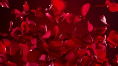 Karanlık Arkaplanda Uçan Kırmızı Gül Yaprakları 'nın Süper Yavaş Hareketi. Yüksek Hız Sinema Kamerası, 4k.