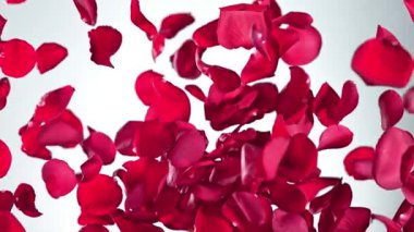 Uçan Kırmızı Gül Yaprakları 'nın Süper Yavaş Hareketi Beyaz Arkaplan' da izole edildi. Yüksek Hız Sinema Kamerası, 4k.