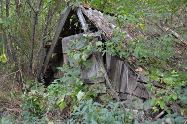 Ağaçların arasındaki eski ahır.