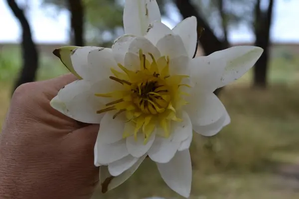 Crin Apă Albă Floare Mână — Fotografie, imagine de stoc