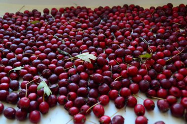 Beyaz arka planda Hawthorn meyveleri..