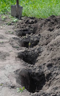 Ağaç dikmek için toprakta delikler var..