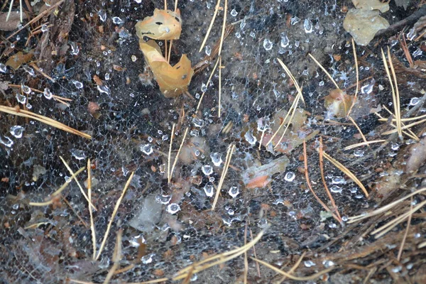 Tela Araña Suelo Con Gotas Agua —  Fotos de Stock