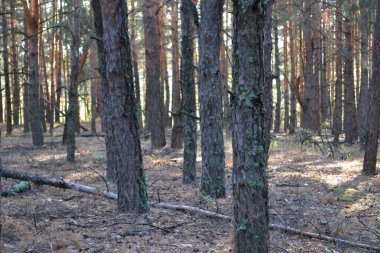 Yazın çam ormanında kuru ağaçlar..