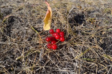 Bir buket kırmızı viburnum var çimlerin üzerinde..