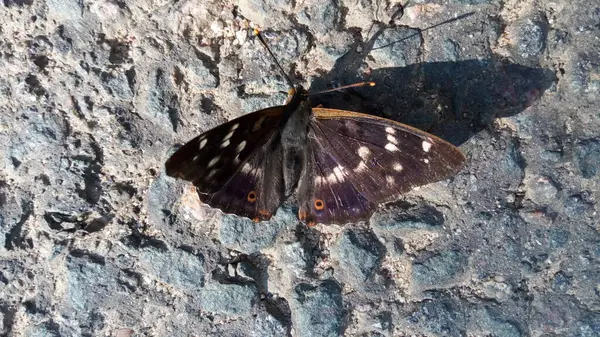 Papillon Aux Ailes Brunes Sur Trottoir — Photo