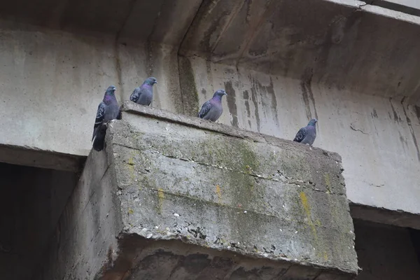 Auf Einer Grauen Betonbrücke Sitzen Vier Tauben — Stockfoto