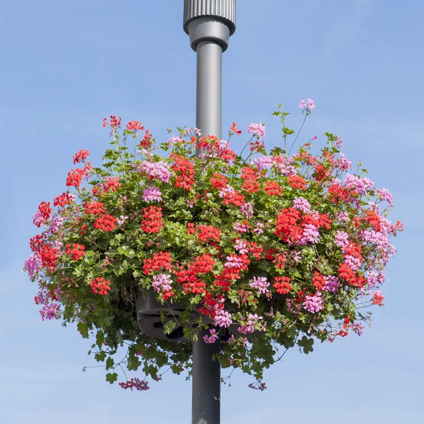 Red and pink Geranium basket on lamppost