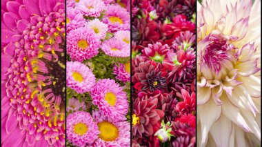 Sarı ve pembe çiçek bölümlerden kolaj