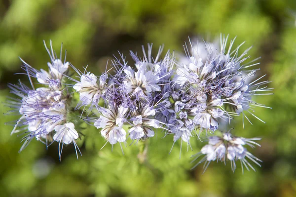 Light blue wildflower in close up — Stock Photo, Image