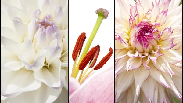 Collage av blommor i lila vit — Stockfoto