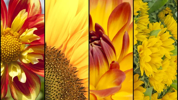 Collage de flores amarillas y rojas — Foto de Stock