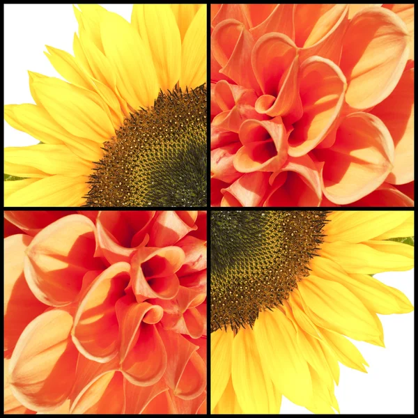 Quadratische Collage aus Sonnenblume und Dahlie — Stockfoto