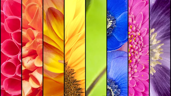 Collage di fiori nei colori arcobaleno Foto Stock