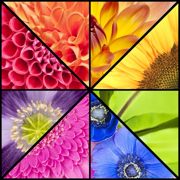 Collage arcobaleno di fiori in cornice quadrata Foto Stock Royalty Free