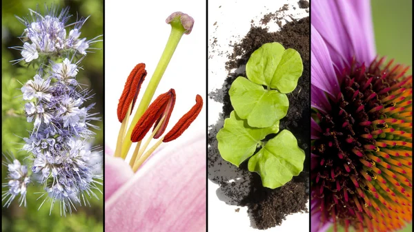 Collage of flower parts in extreme closeup — Stock Photo, Image