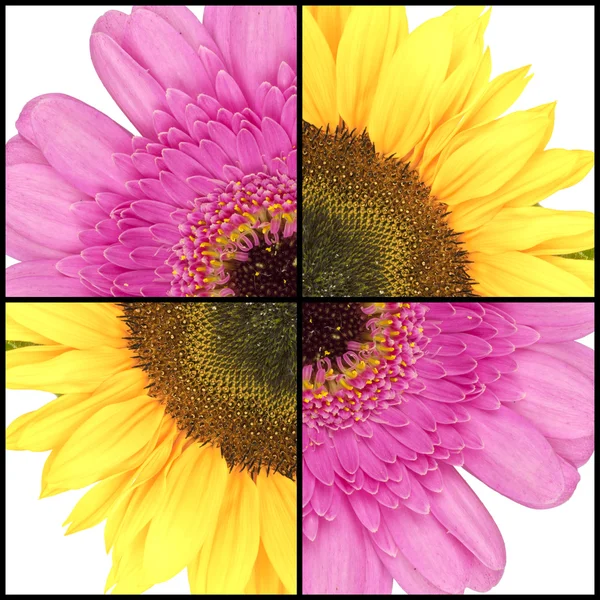 Vierkante collage van zonnebloem en Gerbera — Stockfoto