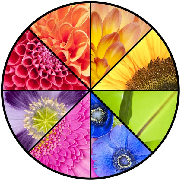 Collage arc-en-ciel de fleurs dans un cadre circulaire — Photo