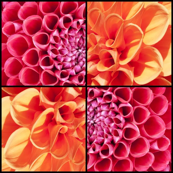 Quadratische Collage aus orangen und rosa Dahlien — Stockfoto