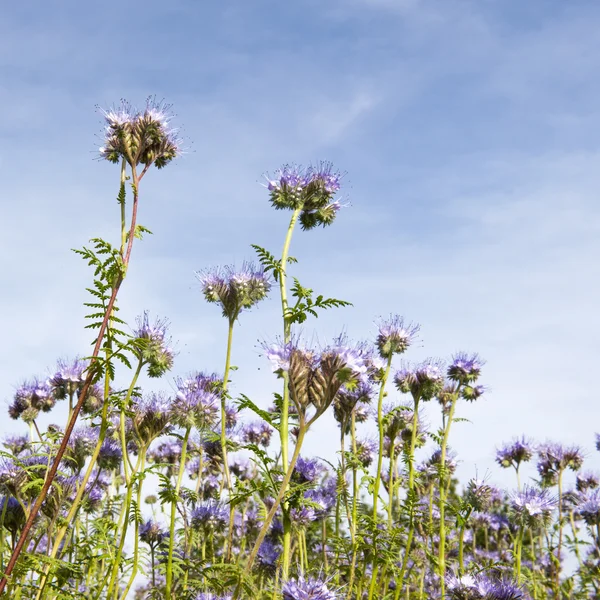 Lila wildflowers against blue sky — Stock Photo, Image