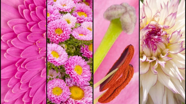 Collage av rosa blomma sektioner — Stockfoto