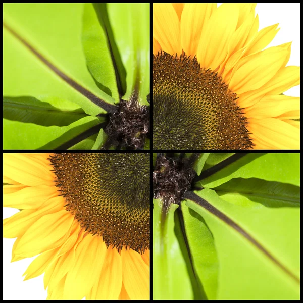 Vierkante collage van zonnebloem en Fern — Stockfoto