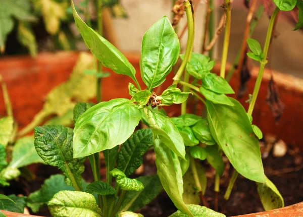 Plantă verde — Fotografie, imagine de stoc