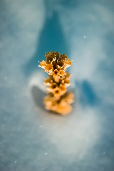 Withered plant in the snow. Selective soft focus, vertical.