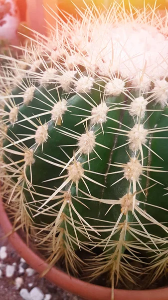 Kaktus w garnku na, Close-up ozdobnych roślin soczystych — Zdjęcie stockowe