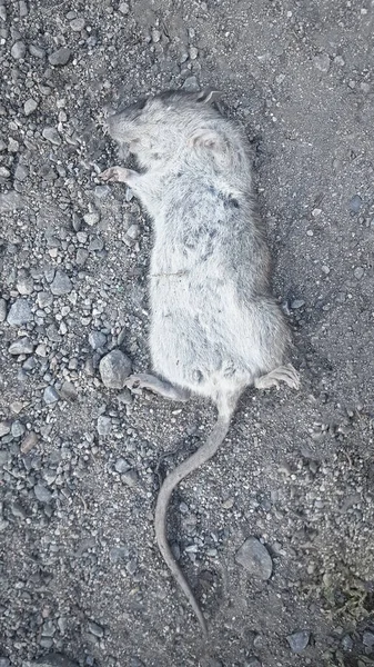Tiro Rato Morto Rato Num Chão Cinzento — Fotografia de Stock