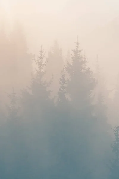 Karanlık Sisli Arka Planda Çam Ormanı Film Tahıl Etkisi Dikey — Stok fotoğraf