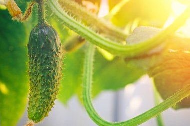 Bahçedeki bir dalda sarı çiçekli genç bir salatalık yetişiyor.