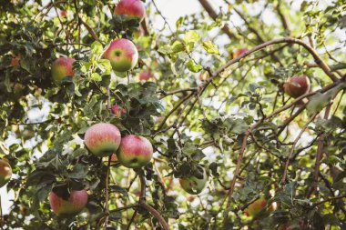 Bir ağaç dalına yakın plan büyük kırmızı elmalar. Olgun meyveler.