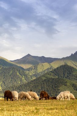 Bir koç sürüsü Kazakistan dağlarındaki çayırlarda otluyor. Dikey kopyalama alanı olan Jailau görünümü