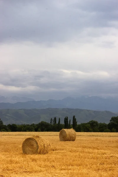 2 Heustapelrollen auf einem landwirtschaftlichen Feld in den Ausläufern Zentralasiens mit Kopierfläche. Vertikale Orientierung — Stockfoto