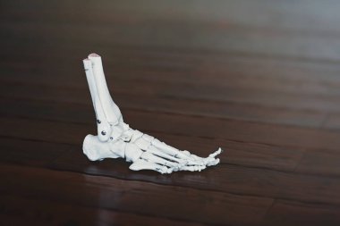 Bir insan iskeletinin plastik modeli bir zeminde duruyor.