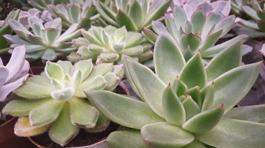 Sulu bitkiler doğal arka plan. Kahverengi tencerelerde taze yeşil sulular