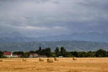 Kazakistan, Aul ya da Almaty bölgesinde bir çiftlik. Arka planda dağlar olan tarımsal bir alanda hasat.