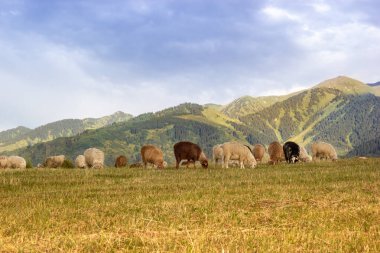 Orta Asya hapishanesinde koyun sürüsü ot çiğner. Dağlarda sakin bir akşam