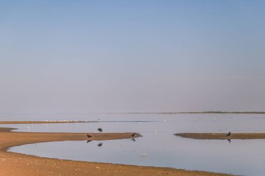 Deniz dibinde gün batımında sığ.