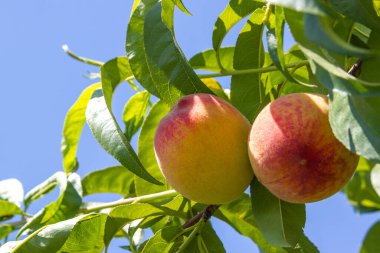 Bir şeftali ağacının dalında, mavi gökyüzüne karşı 2 olgun şeftali.
