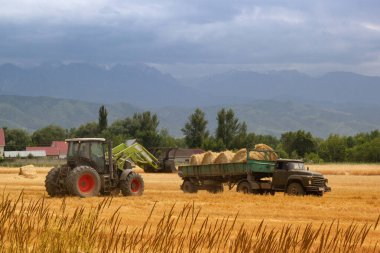 Traktör, Kazakistan 'ın Almaty bölgesindeki bir çiftlik arazisindeki ZIL kamyonuna saman yığını yüklüyor. Hasat, kopyalama alanı