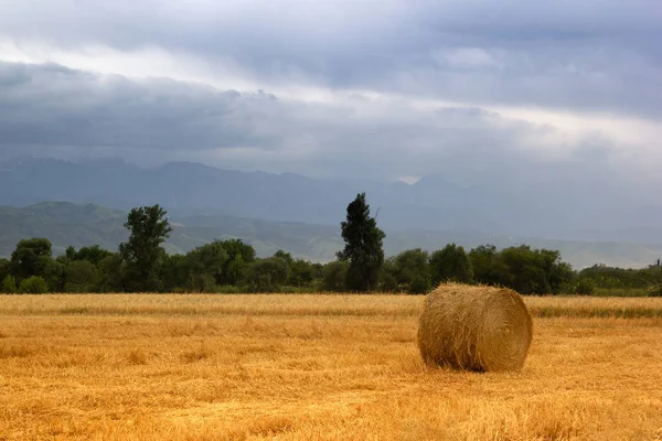Agricoltura campo fieno pagliai paesaggio. Haystack rotola su un campo agricolo ai piedi dell'Asia centrale — Foto Stock