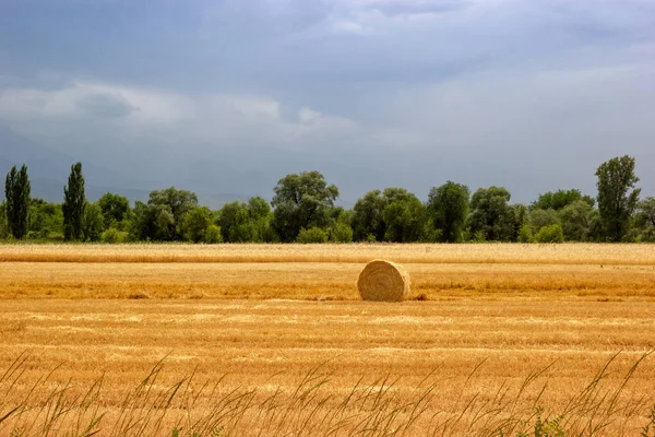 Agricultura granja campo pajar paisaje tranquilo. Haystack roll en un campo agrícola de Asia Central — Foto de Stock