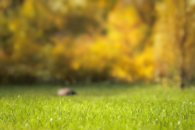 Arka planda taze yeşil çimlerin yakın plan resmi ve bokeh 'te sonbahar ağaçları var. Seçici yumuşak odak, boşluğu kopyala