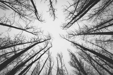 Sonbaharda gri gökyüzünün arka planında kuru ağaç dalları. aşağıdan yukarıya görünüm