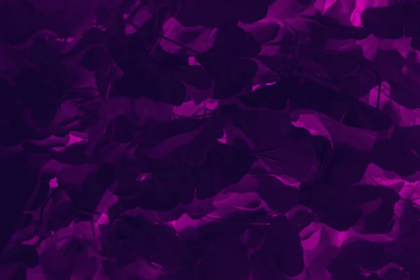 紫色和粉红色的抽象落叶深色背景 — 图库照片